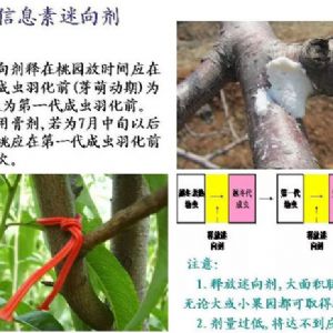 蘋(píng)果、桃、櫻桃主要病害防治技術(shù)