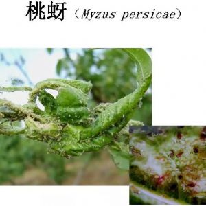 蘋(píng)果、桃、櫻桃主要病害防治技術(shù)
