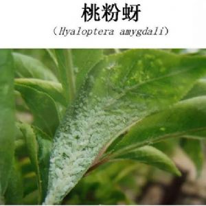 蘋(píng)果、桃、櫻桃主要病害防治技術(shù)