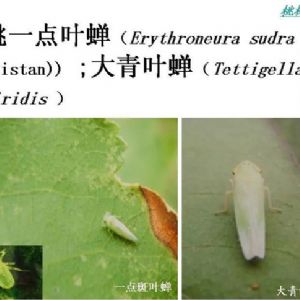 蘋(píng)果、桃、櫻桃主要病害防治技術(shù)