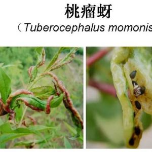 蘋(píng)果、桃、櫻桃主要病害防治技術(shù)