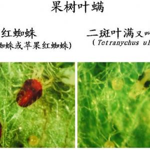 蘋(píng)果、桃、櫻桃主要病害防治技術(shù)