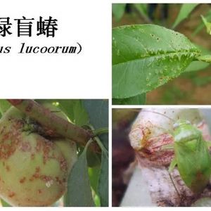 蘋(píng)果、桃、櫻桃主要病害防治技術(shù)