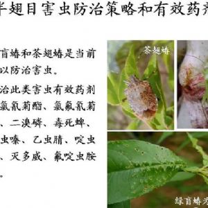 蘋(píng)果、桃、櫻桃主要病害防治技術(shù)