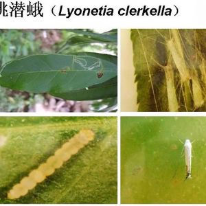 蘋(píng)果、桃、櫻桃主要病害防治技術(shù)