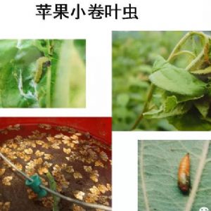 蘋(píng)果、桃、櫻桃主要病害防治技術(shù)
