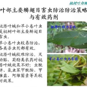 蘋(píng)果、桃、櫻桃主要病害防治技術(shù)