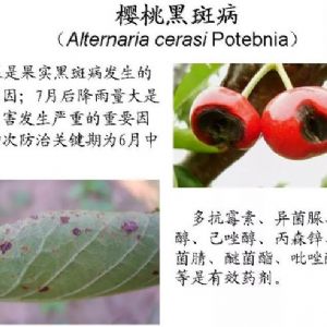 蘋(píng)果、桃、櫻桃主要病害防治技術(shù)
