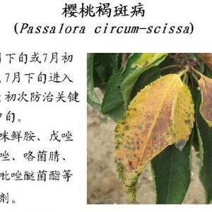 蘋(píng)果、桃、櫻桃主要病害防治技術(shù)