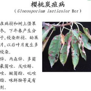 蘋(píng)果、桃、櫻桃主要病害防治技術(shù)
