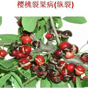 蘋(píng)果、桃、櫻桃主要病害防治技術(shù)