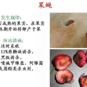 蘋(píng)果、桃、櫻桃主要病害防治技術(shù)