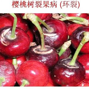 蘋(píng)果、桃、櫻桃主要病害防治技術(shù)