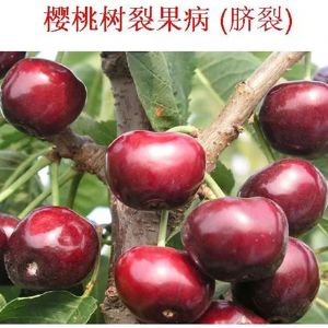蘋(píng)果、桃、櫻桃主要病害防治技術(shù)