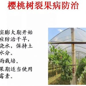 蘋(píng)果、桃、櫻桃主要病害防治技術(shù)