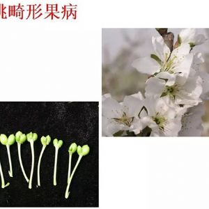蘋(píng)果、桃、櫻桃主要病害防治技術(shù)