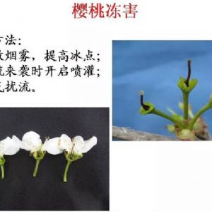 蘋(píng)果、桃、櫻桃主要病害防治技術(shù)