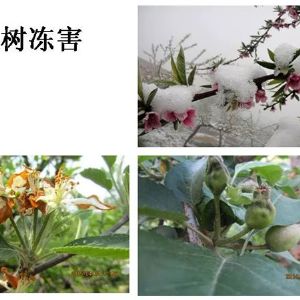 蘋(píng)果、桃、櫻桃主要病害防治技術(shù)