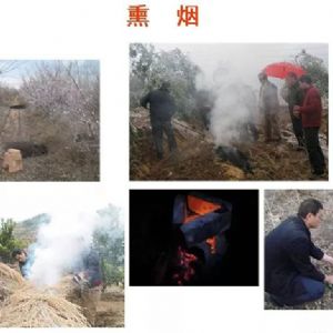 蘋(píng)果、桃、櫻桃主要病害防治技術(shù)