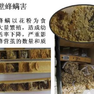 蘋(píng)果、桃、櫻桃主要病害防治技術(shù)