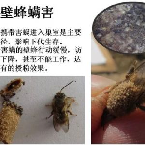 蘋(píng)果、桃、櫻桃主要病害防治技術(shù)