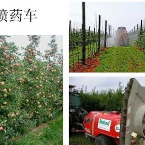 蘋(píng)果、桃、櫻桃主要病害防治技術(shù)
